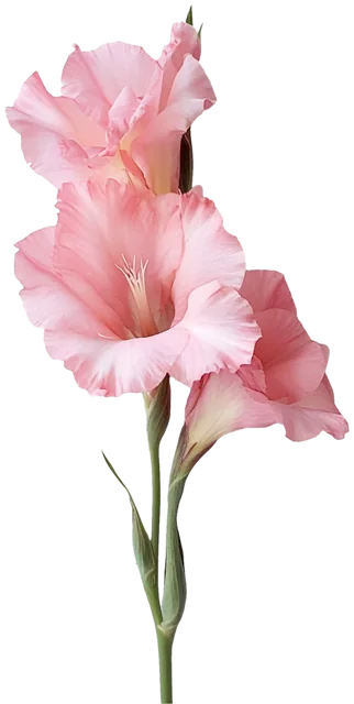 Pink gladiolus stem